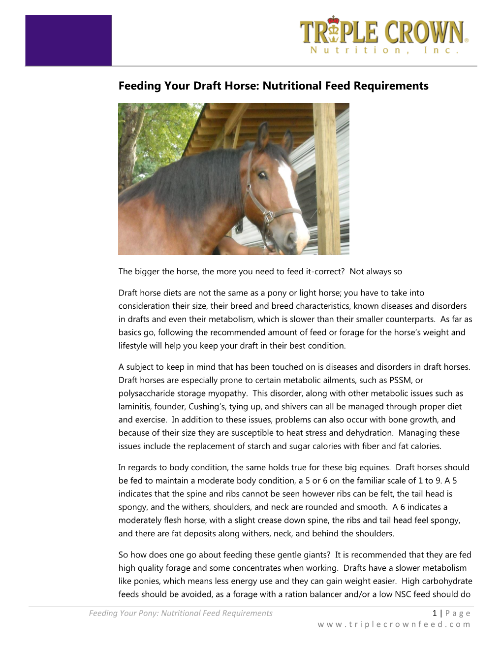 Feeding Your Draft Horse: Nutritional Feed Requirements