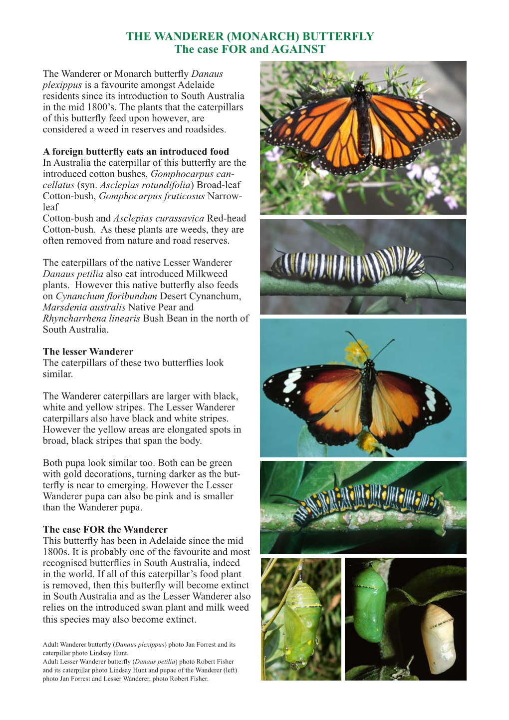 THE WANDERER (MONARCH) BUTTERFLY the Case for and AGAINST