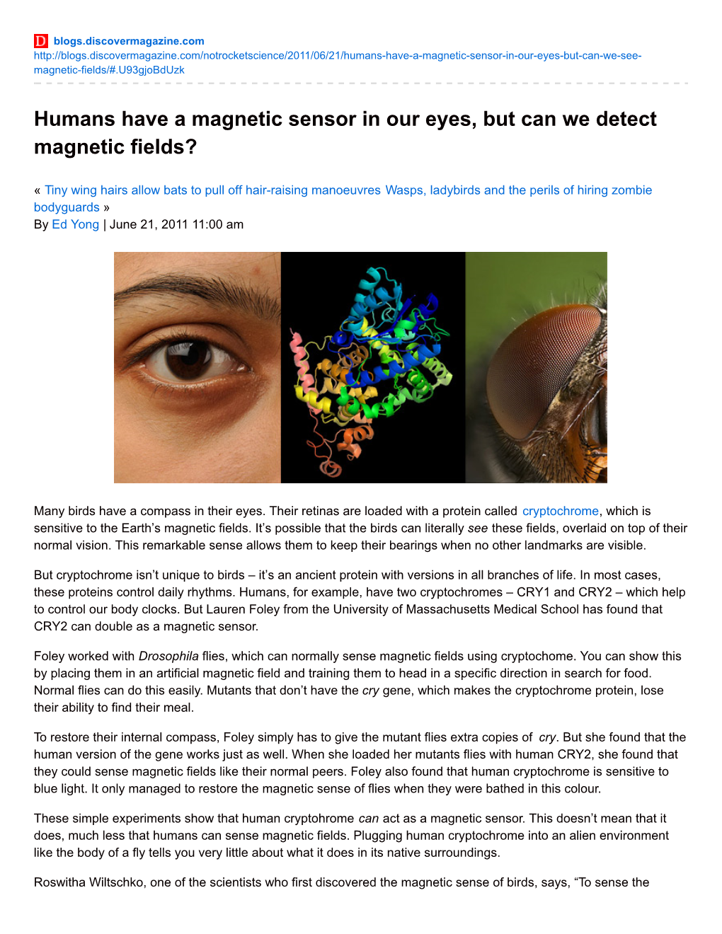 Humans Have a Magnetic Sensor in Our Eyes, but Can We Detect Magnetic Fields?