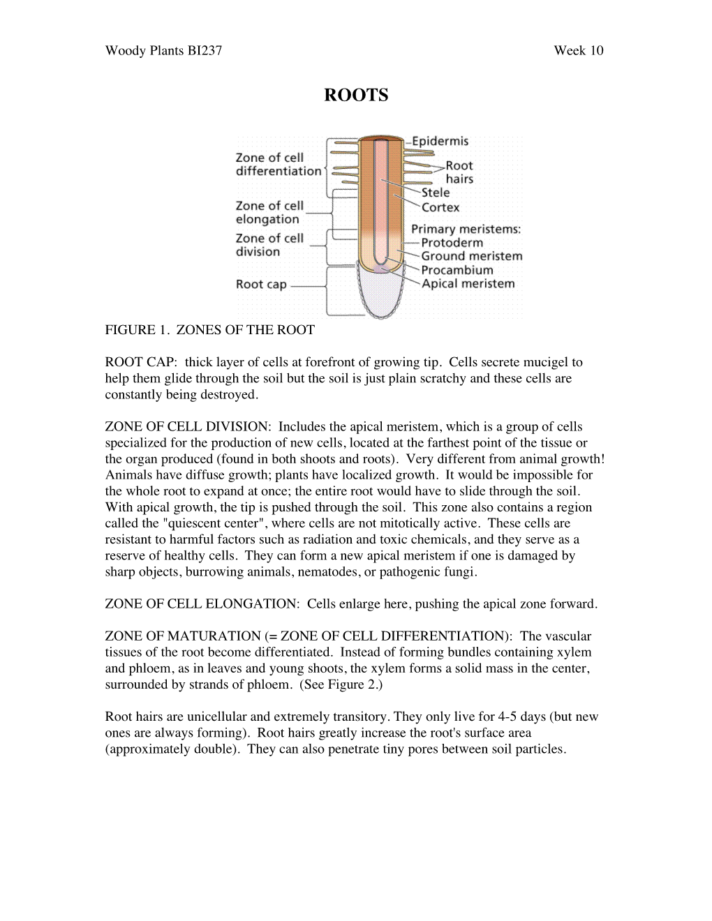 Woody Plants BI237 Week 10 FIGURE 1. ZONES of the ROOT ROOT