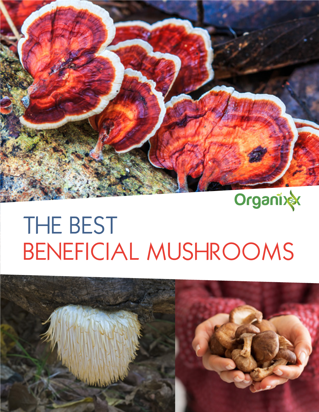 The Best Beneficial Mushrooms Contents