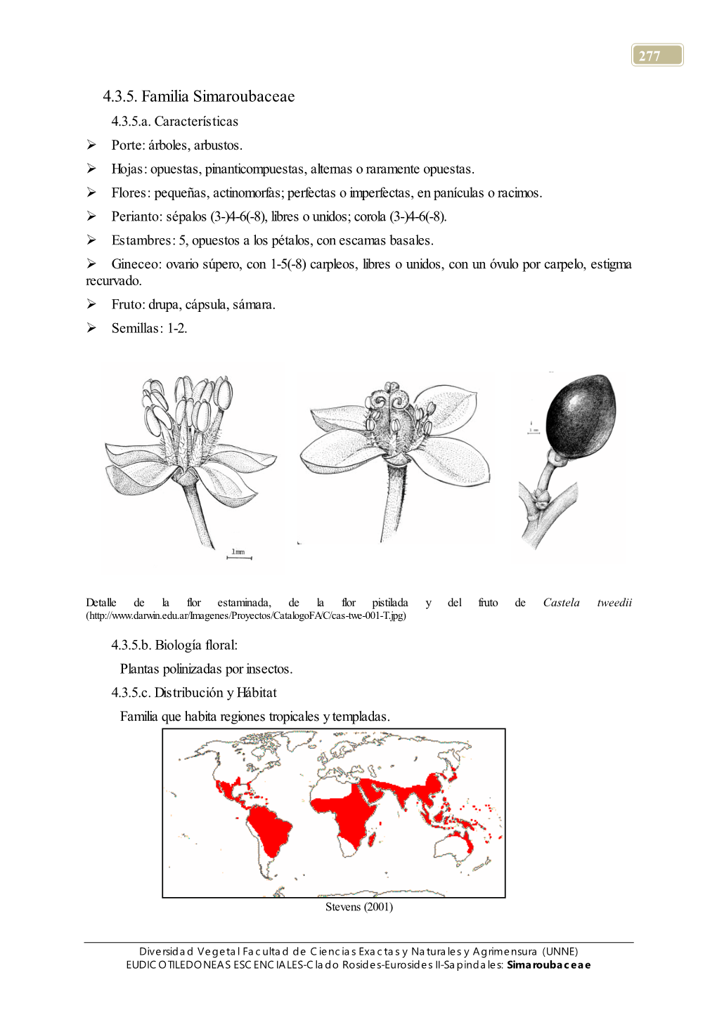 4.3.5. Familia Simaroubaceae 4.3.5.A