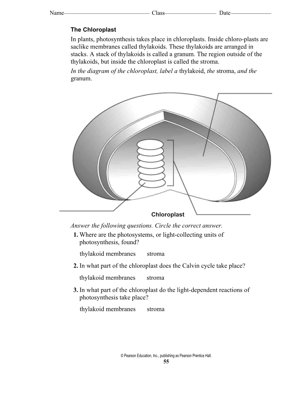 In the Diagram of the Chloroplast, Label a Thylakoid, the Stroma, and the Granum