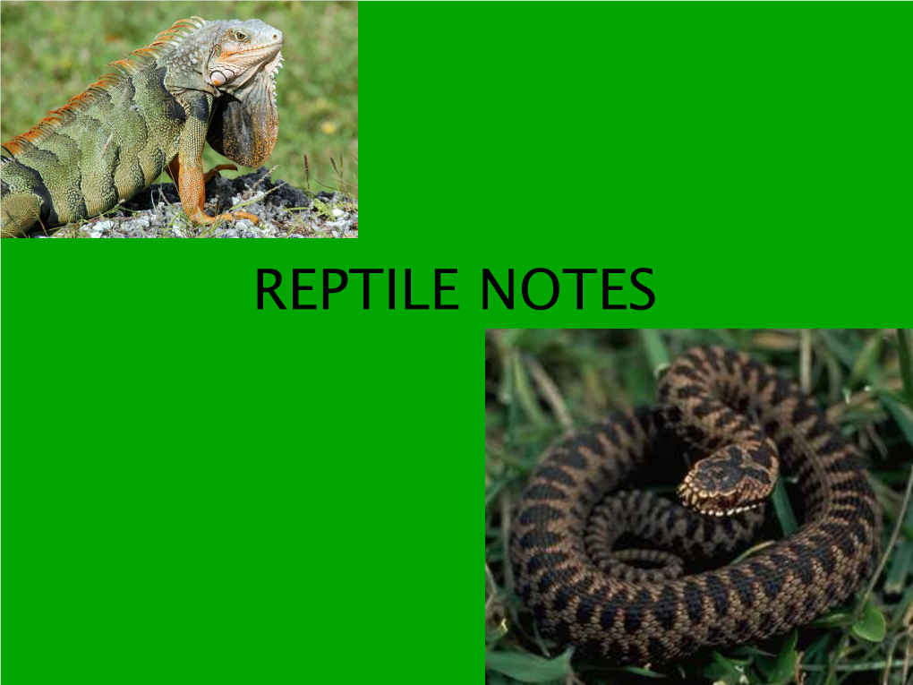 Reptile Notes