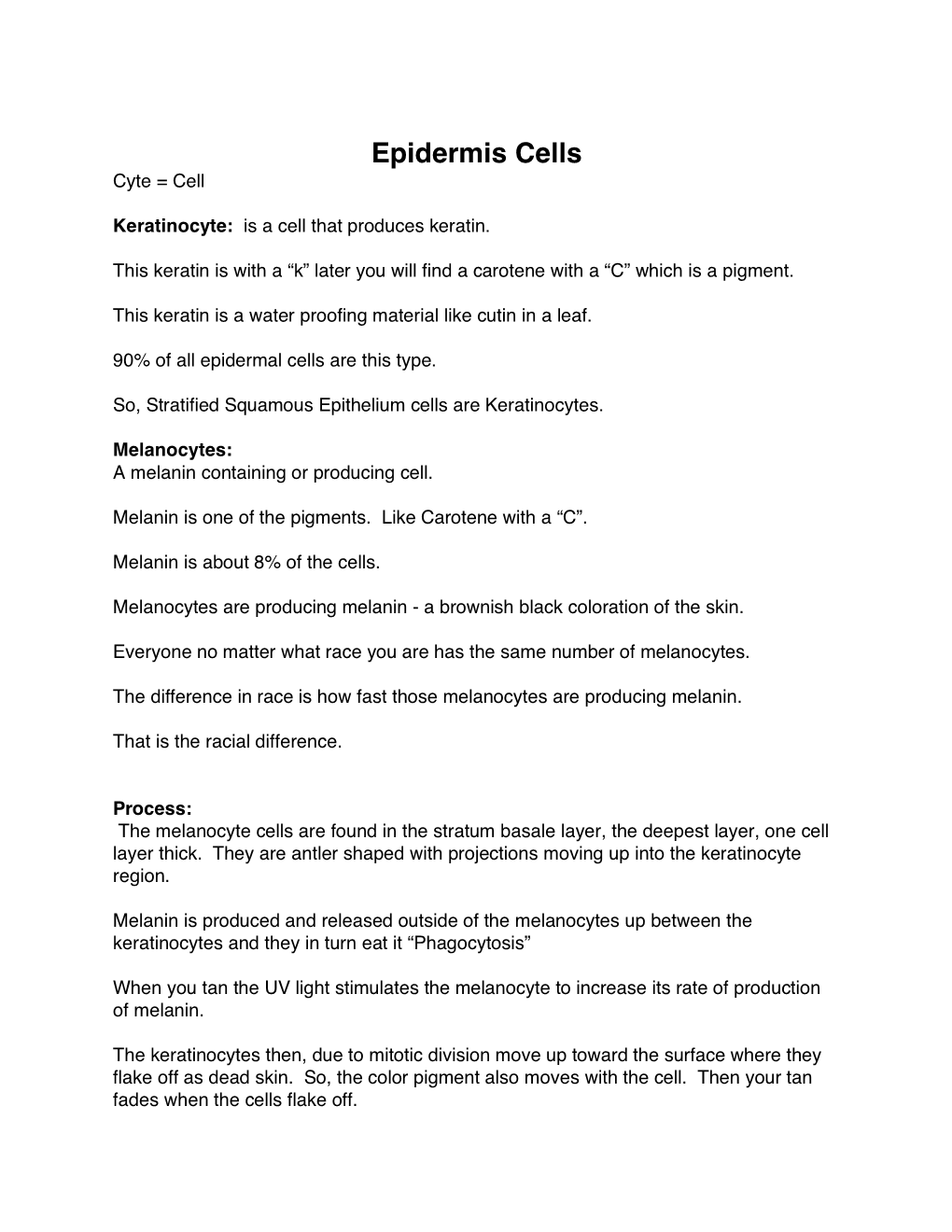 Epidermis Cells Cyte = Cell