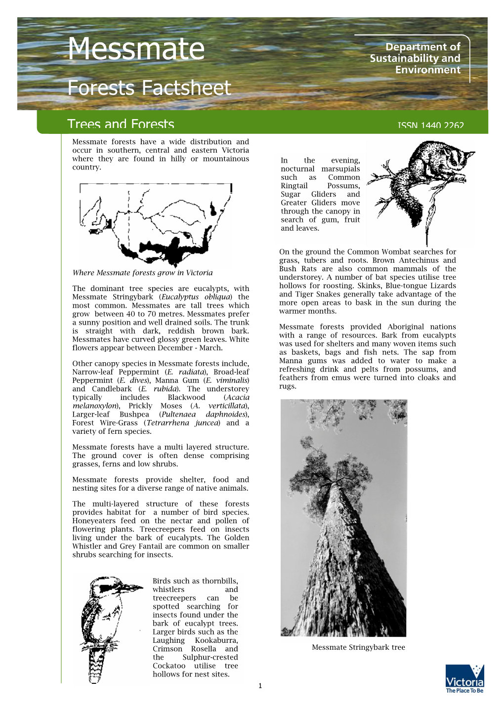 Messmate Forests Factsheet