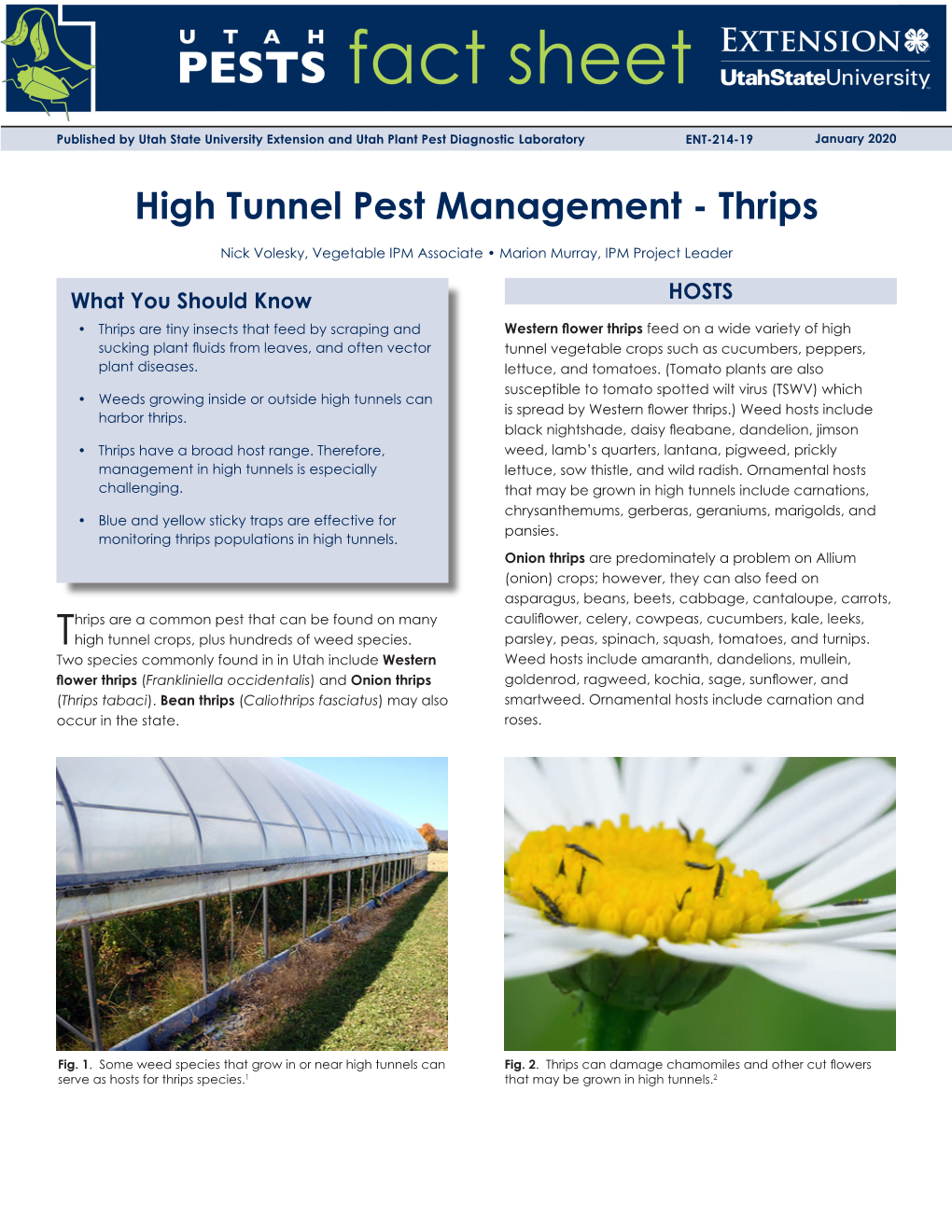 High Tunnel Pest Management - Thrips