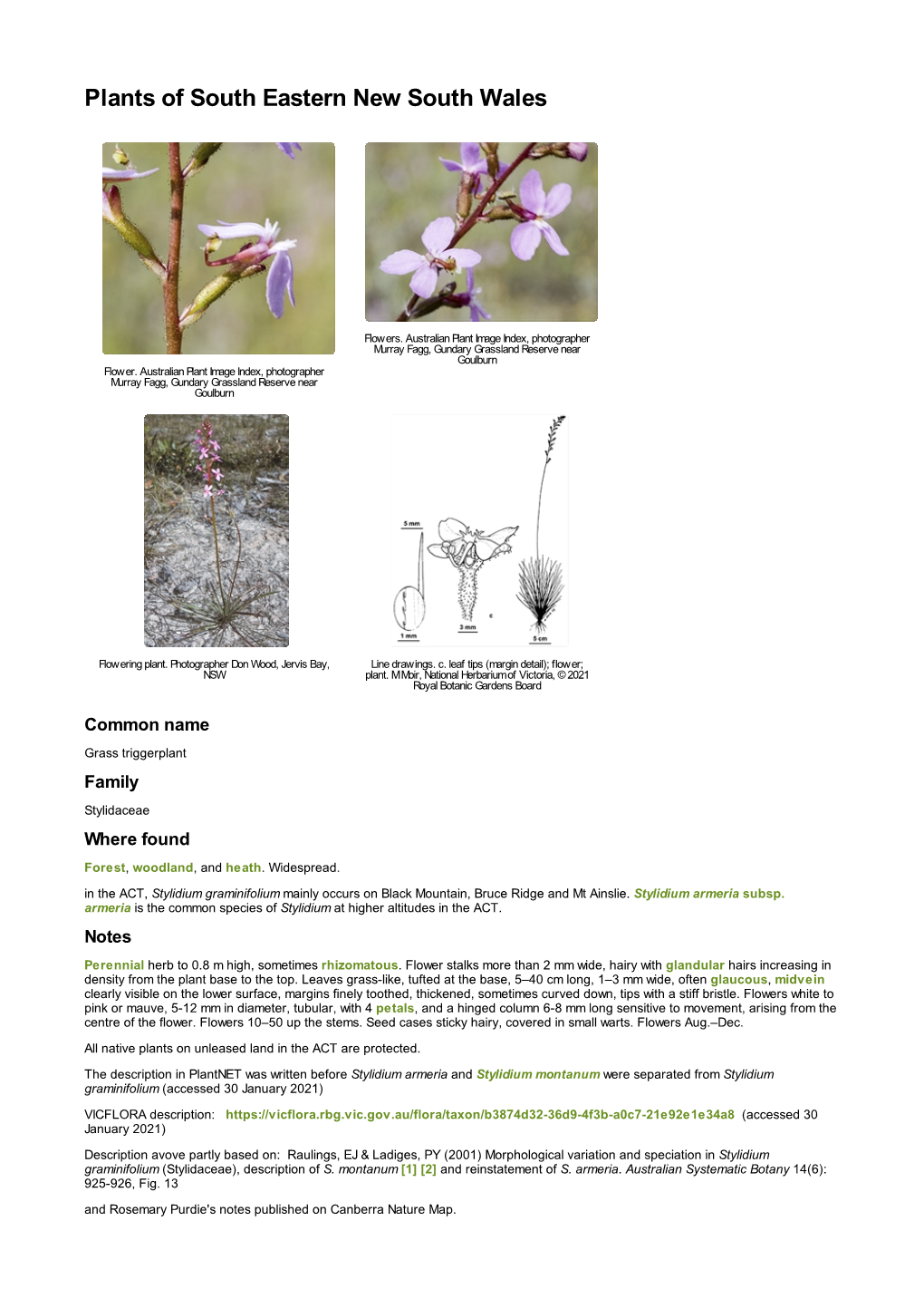 Stylidium Graminifolium Mainly Occurs on Black Mountain, Bruce Ridge and Mt Ainslie