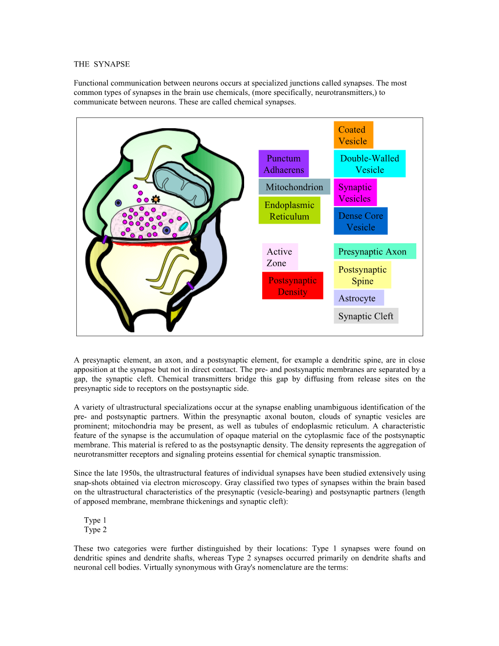 Functional Communication Between Neurons Occurs at Specialized Junctions Called Synapses