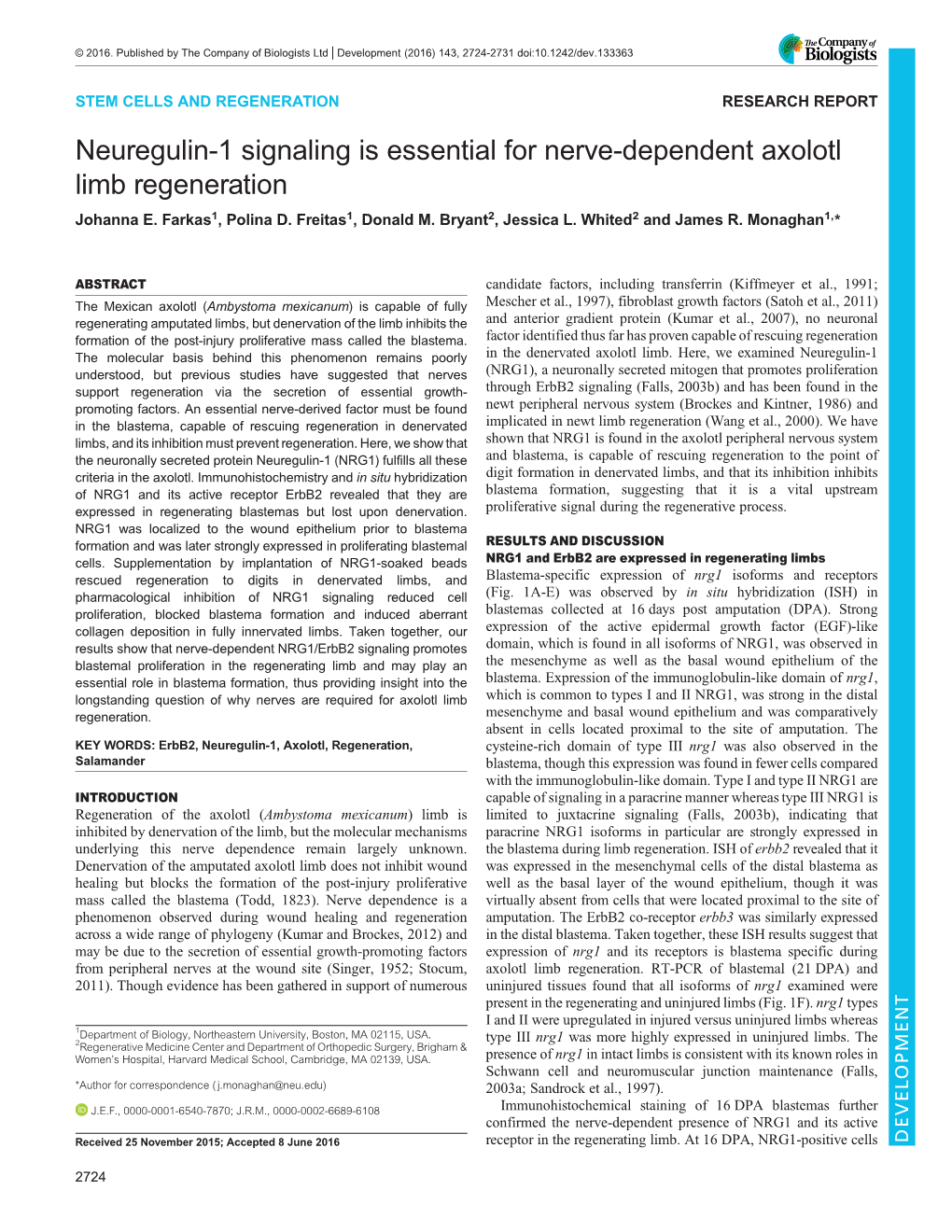 Neuregulin-1 Signaling Is Essential for Nerve-Dependent Axolotl Limb Regeneration Johanna E