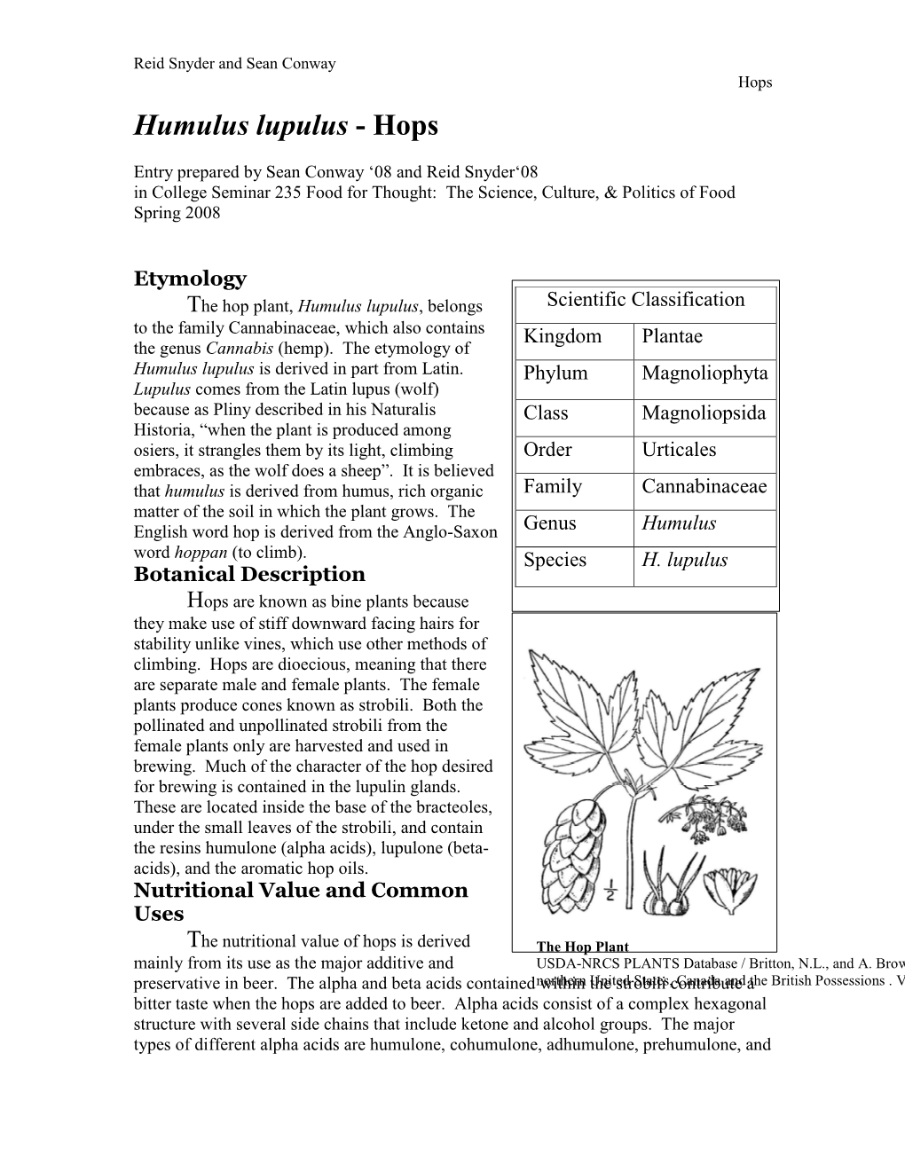 Humulus Lupulus - Hops