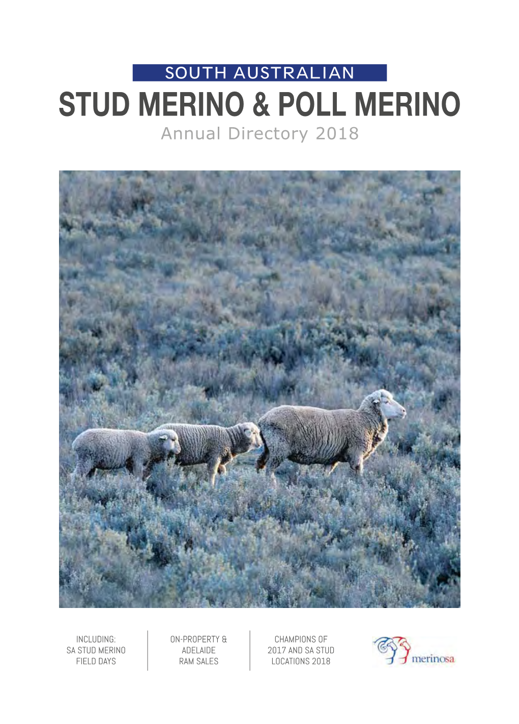 Stud Merino & Poll Merino