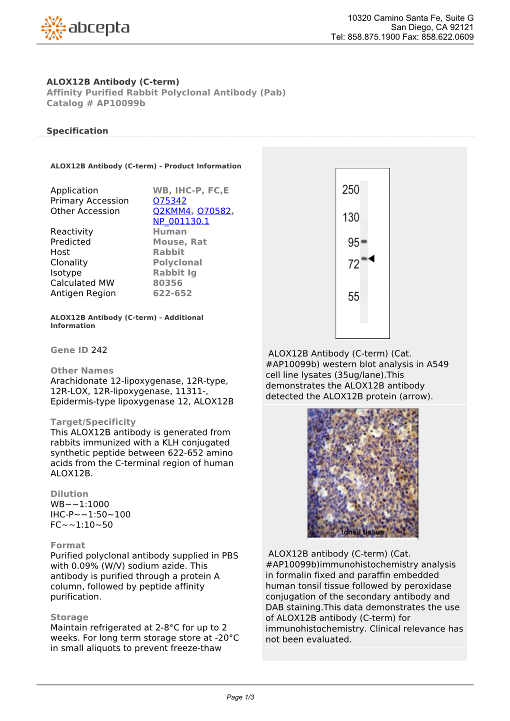 ALOX12B Antibody (C-Term) Affinity Purified Rabbit Polyclonal Antibody (Pab) Catalog # Ap10099b