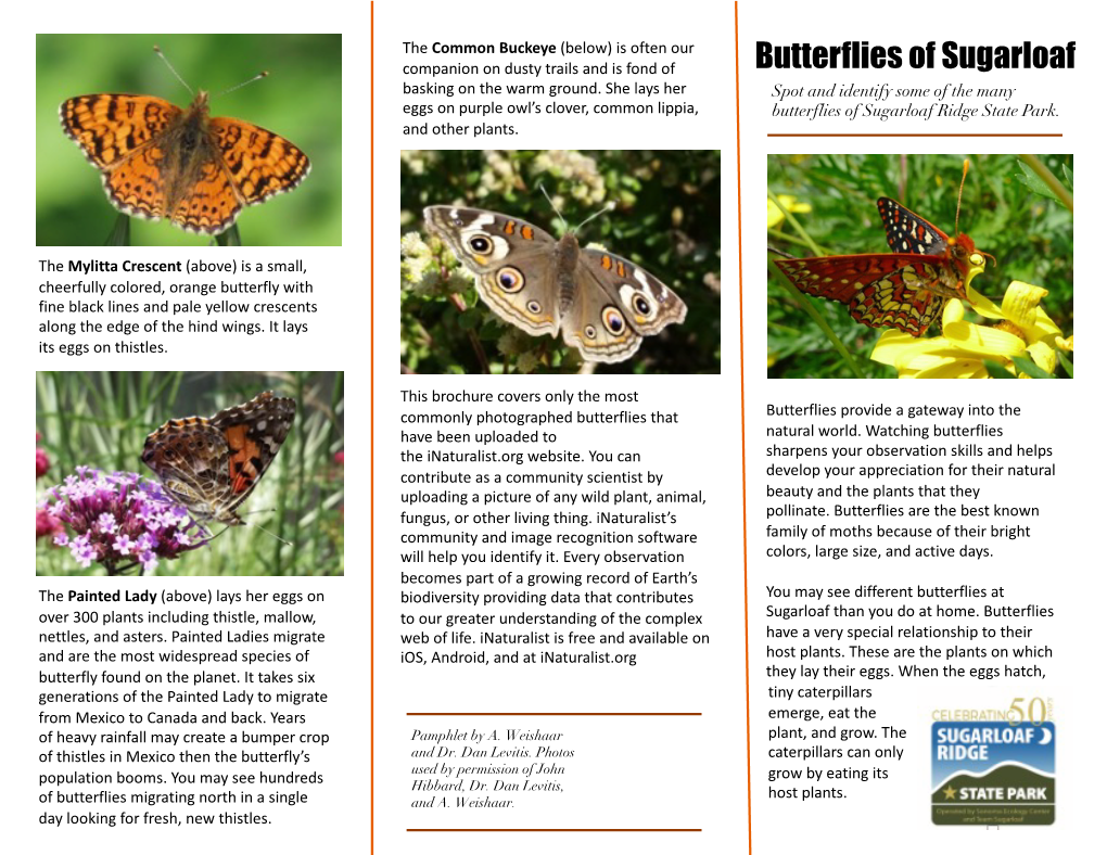 Butterflies of Sugarloaf Basking on the Warm Ground