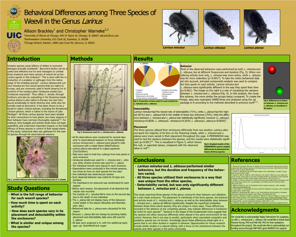 Behavioral Differences Among Three Species of Weevil in the Genus