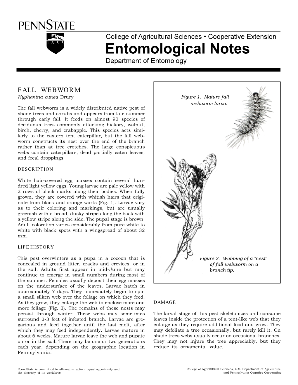 FALL WEBWORM Hyphantria Cunea Drury Figure 1