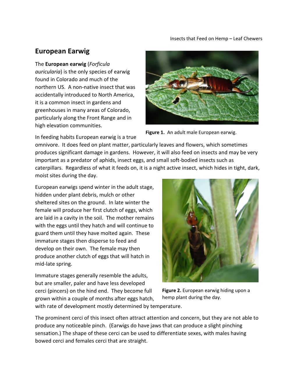 European Earwig