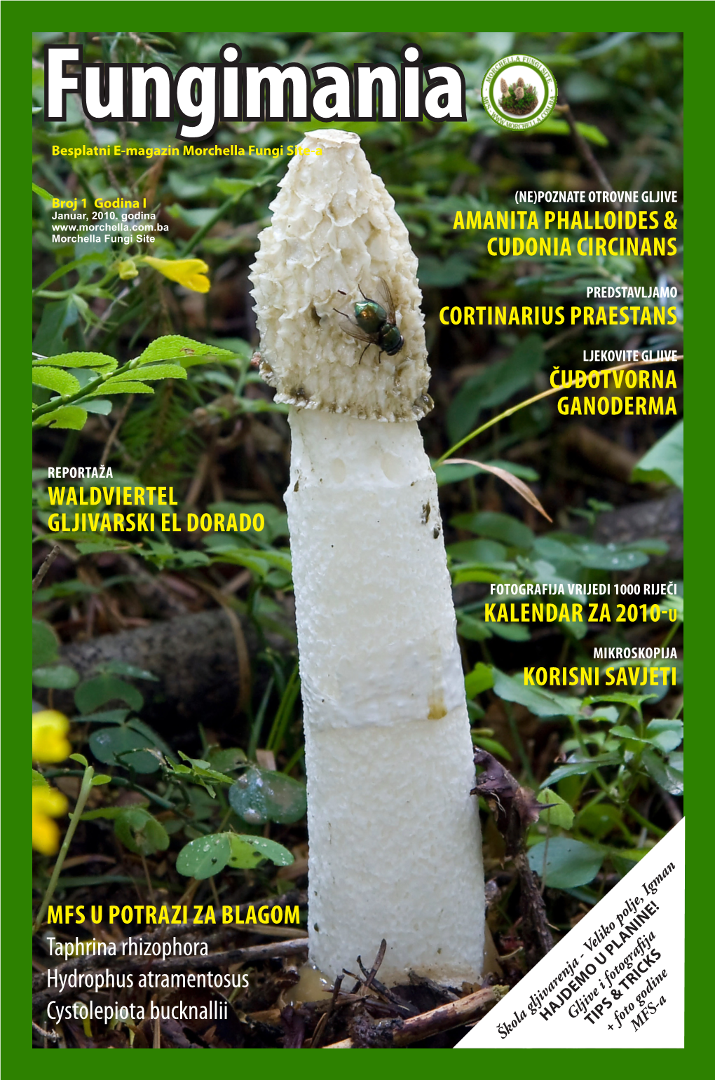 Fungimania Besplatni E-Magazin Morchella Fungi Site-A
