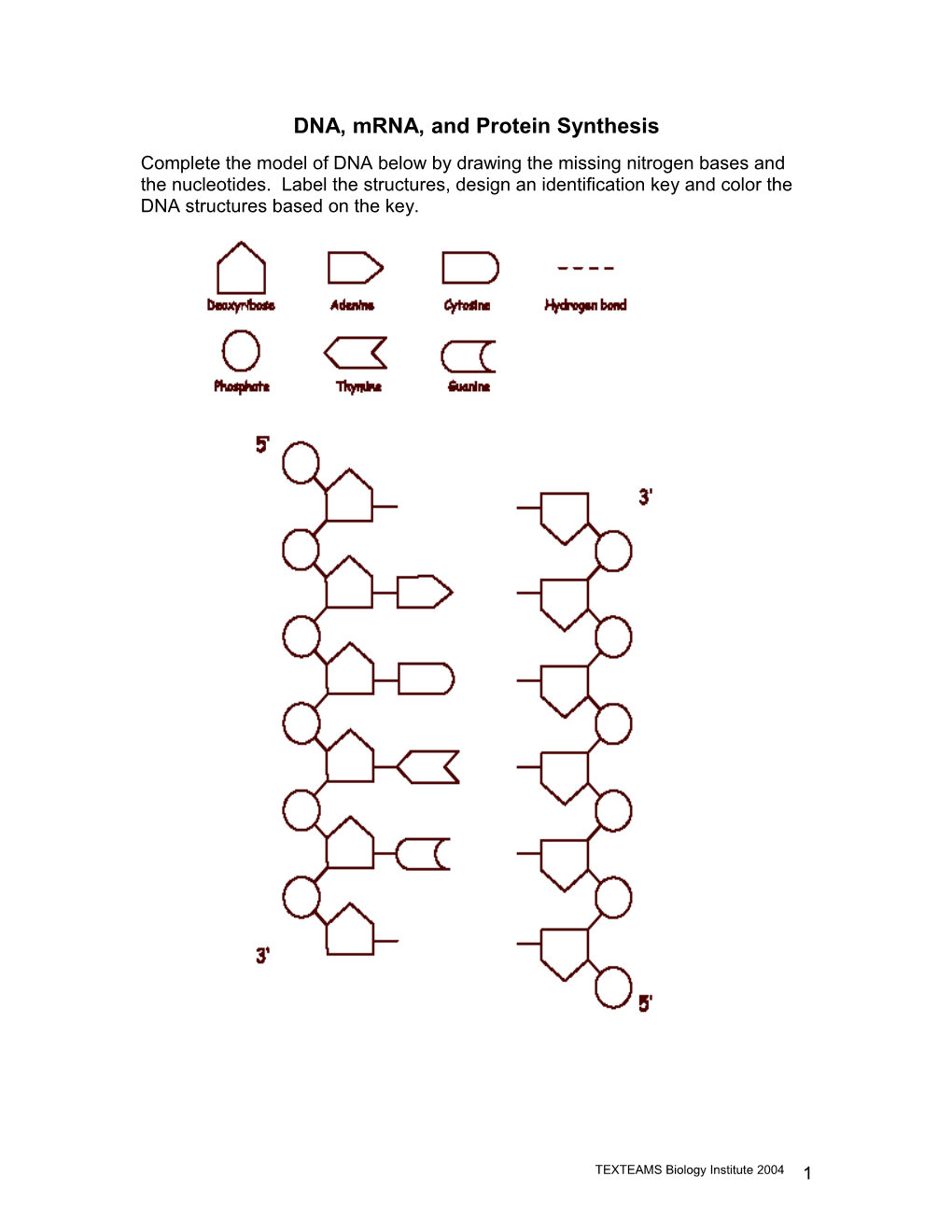 DNA, Mrna, and Protein Synthesis