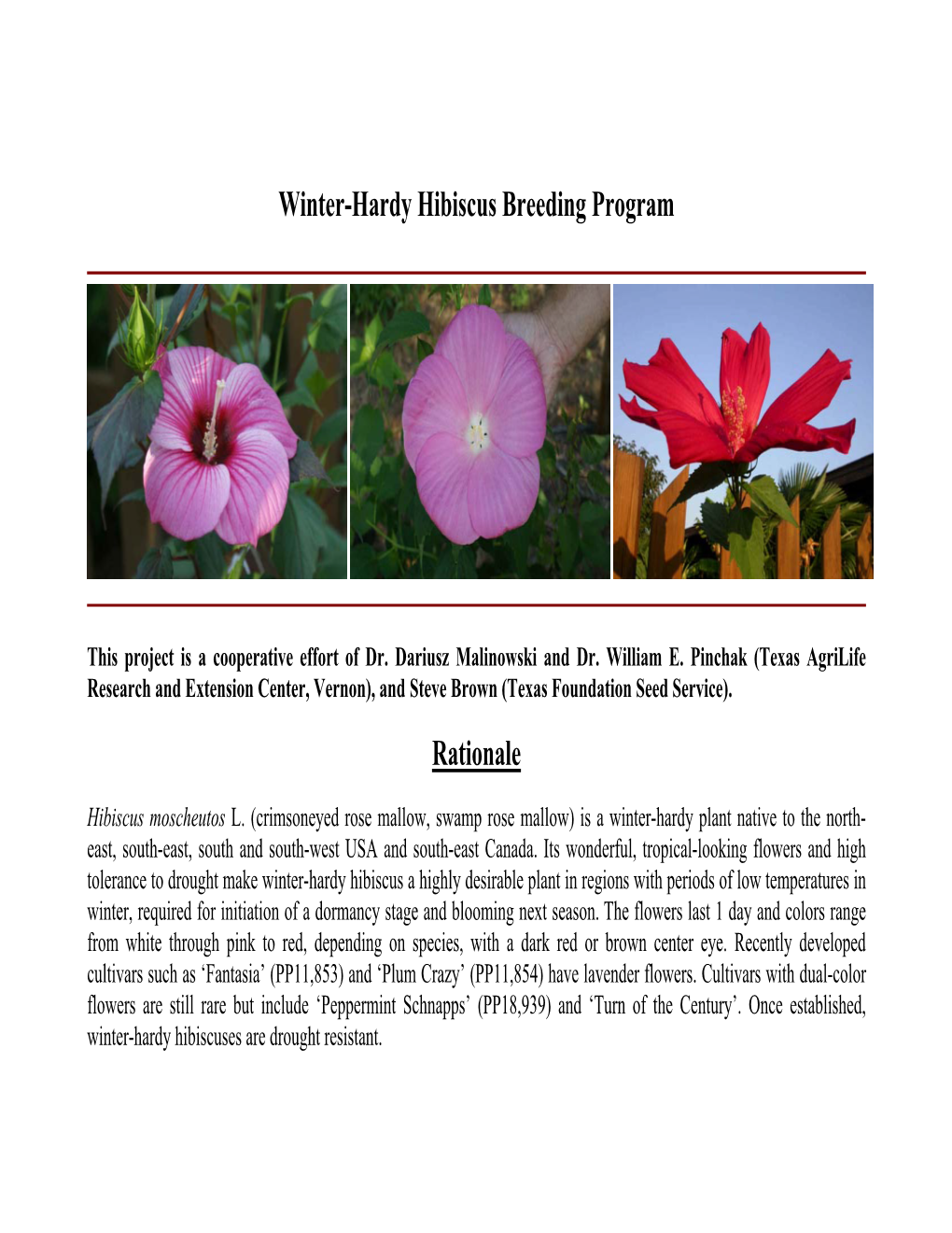 Winter-Hardy Hibiscus Breeding Program