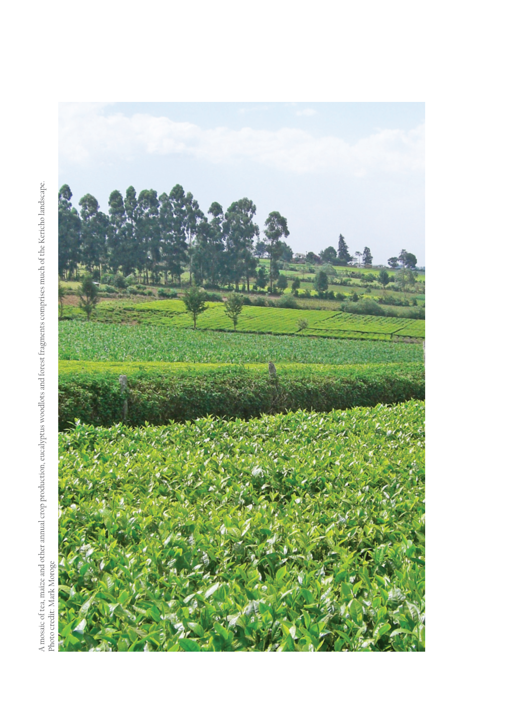 A Mosaic of Tea, Maize and Other Annual Crop Production, Eucalyptus Woodlots and Forest Fragments Comprises Much of the Kericho Landscape