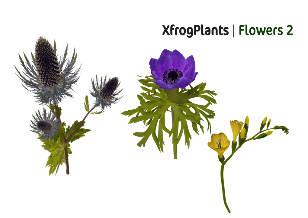 Xfrogplants | Flowers 2