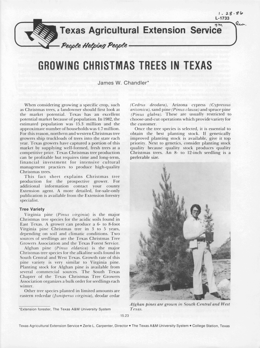 Growing Christmas Trees in Texas
