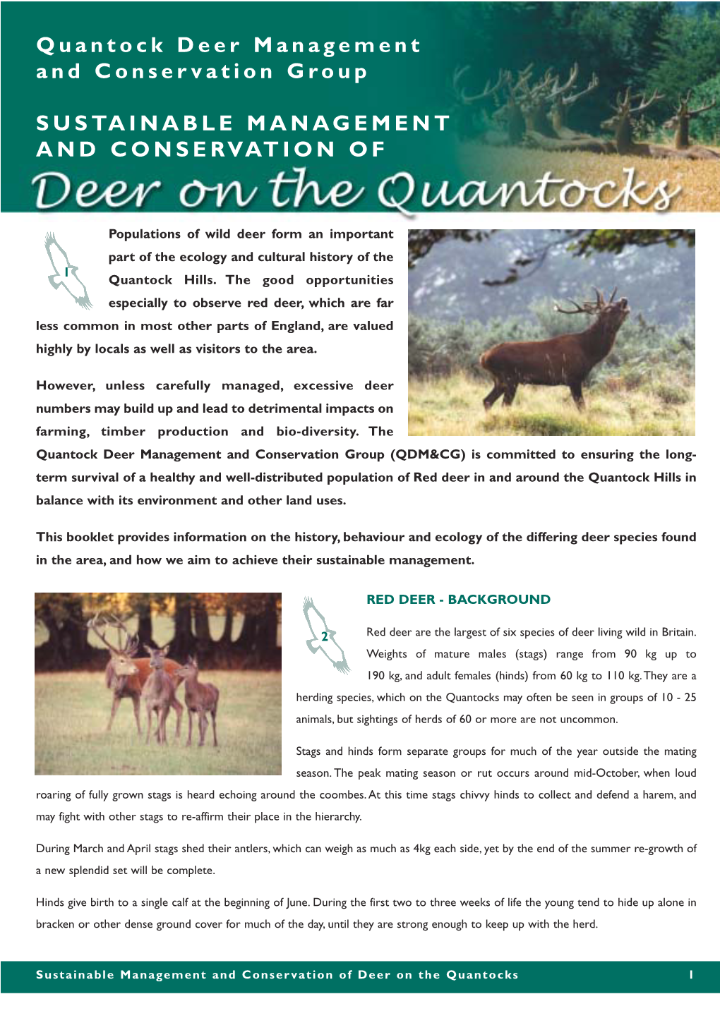 Deer Leaflet