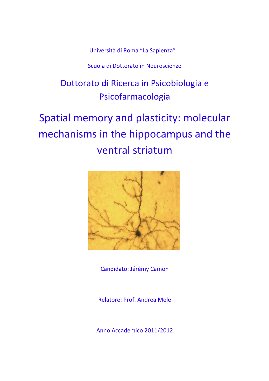 Spatial Memory and Plasticity: Molecular Mechanisms in the Hippocampus and the Ventral Striatum