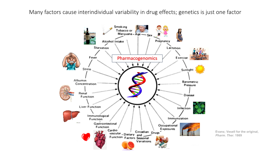 Many Factors Cause Interindividual Variability in Drug Effects; Genetics Is Just One Factor