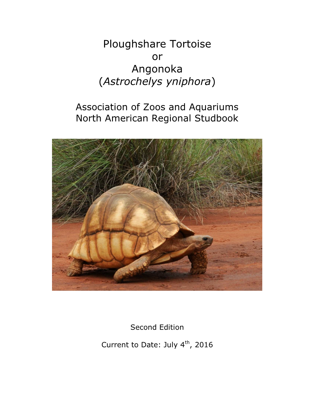 Ploughshare Tortoise Or Angonoka (Astrochelys Yniphora)