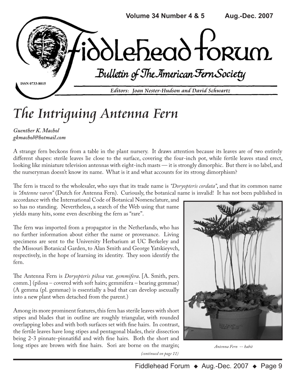 The Intriguing Antenna Fern