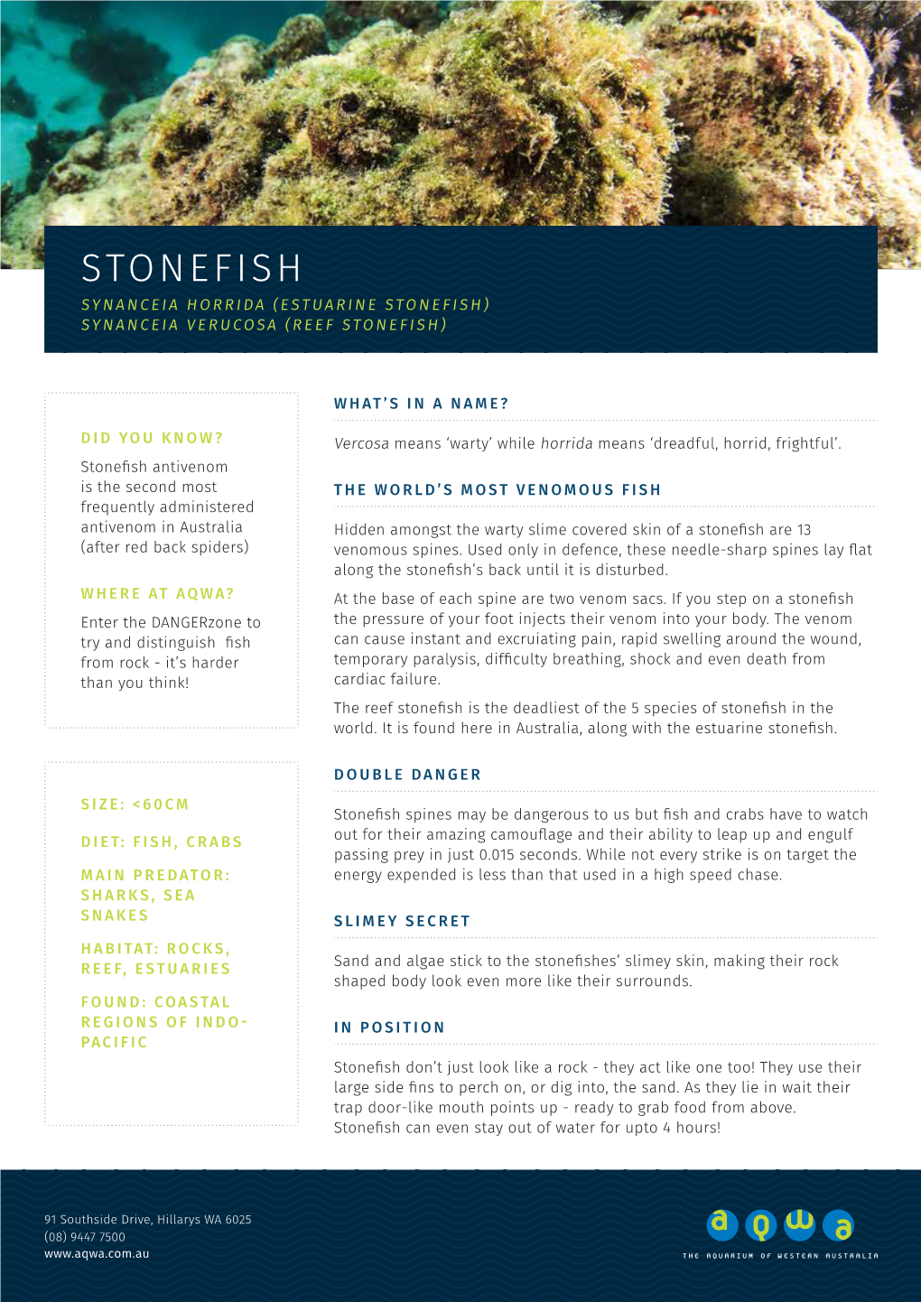 Stonefish Synanceia Horrida (Estuarine Stonefish) Synanceia Verucosa (Reef Stonefish)
