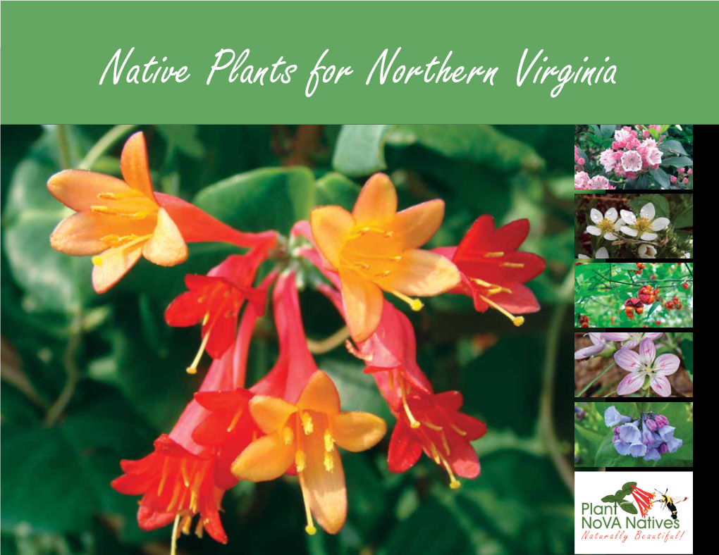 Native Plants for Northern Virginia