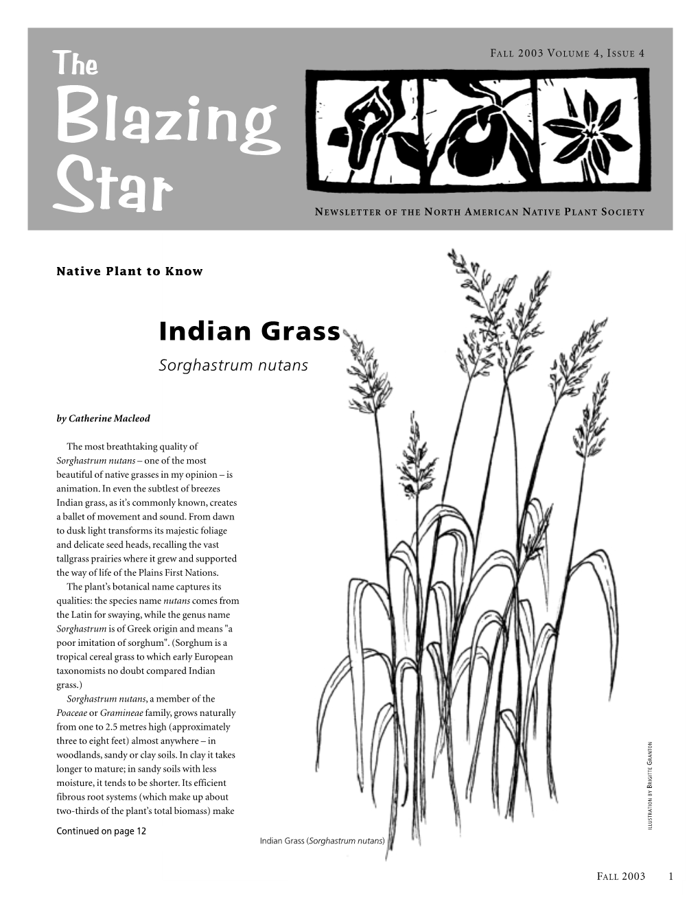 Indian Grass Sorghastrum Nutans