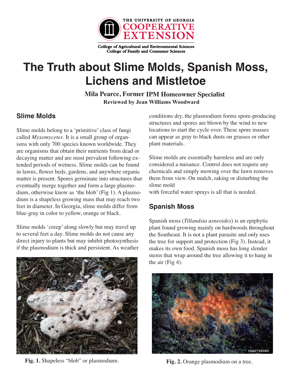 The Truth About Slime Molds, Spanish Moss, Lichens and Mistletoe Mila Pearce, Former IPM Homeowner Specialist Reviewed by Jean Williams Woodward