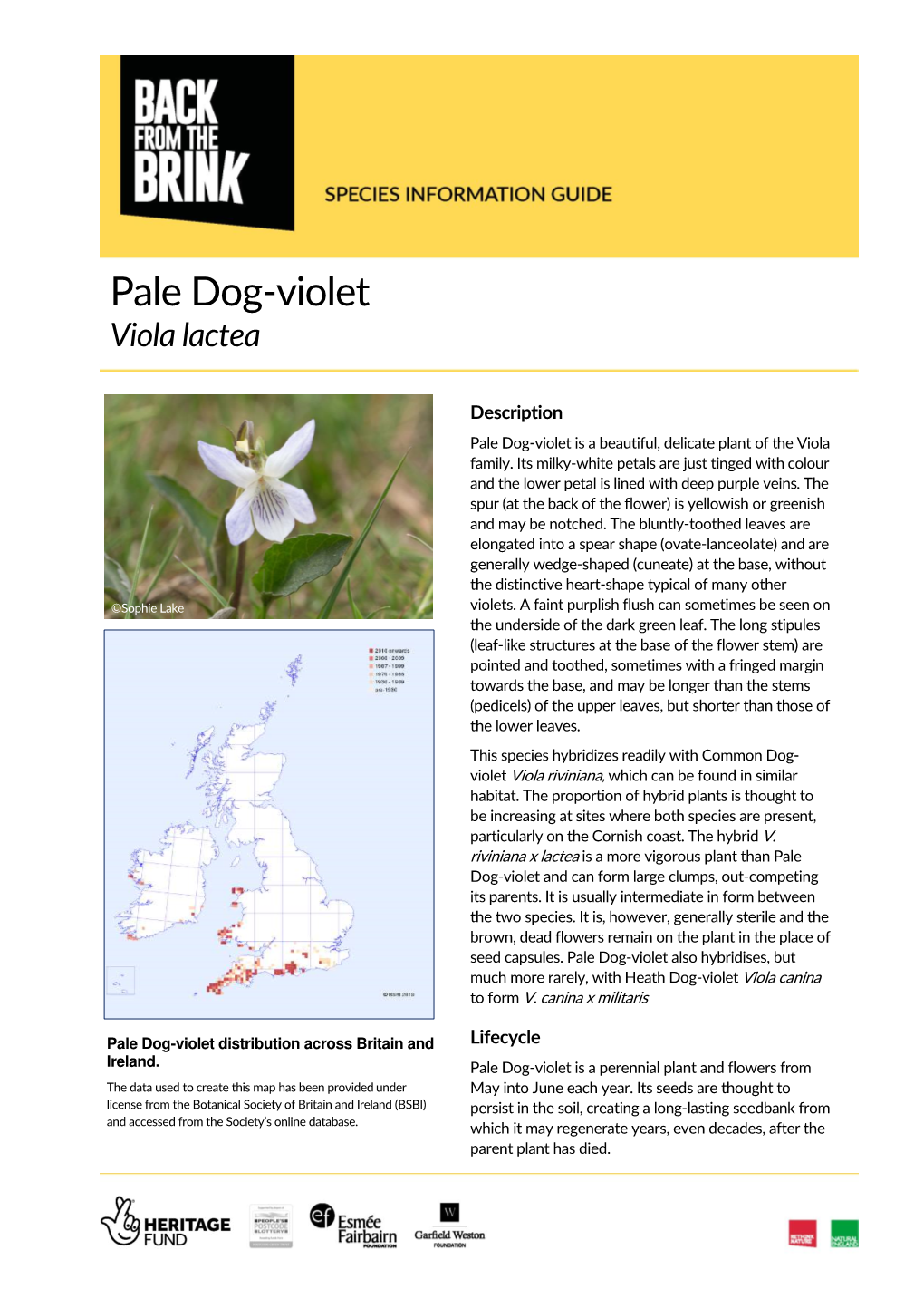 Pale Dog-Violet Viola Lactea