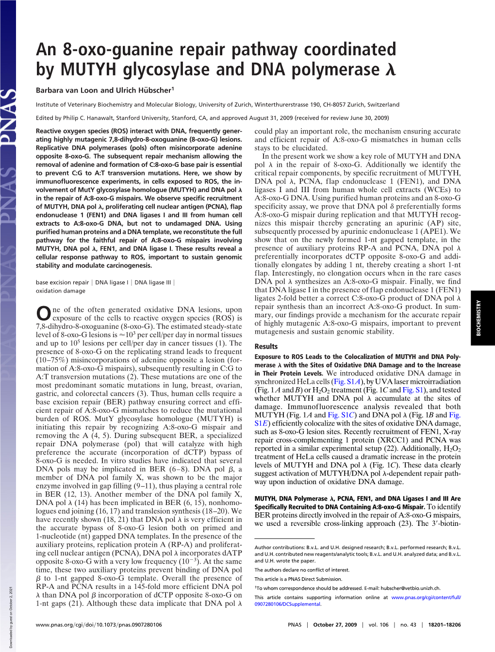 An 8-Oxo-Guanine Repair Pathway Coordinated by MUTYH Glycosylase and DNA Polymerase ␭