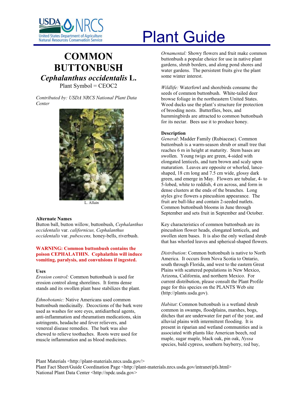 COMMON Buttonbush a Popular Choice for Use in Native Plant Gardens, Shrub Borders, and Along Pond Shores and BUTTONBUSH Water Gardens