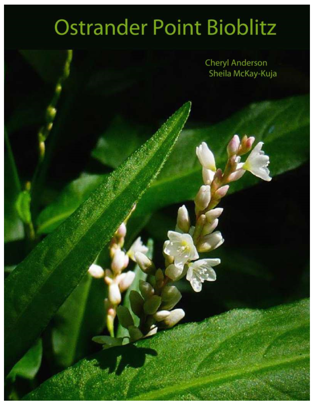 Ostrander Point Bioblitz