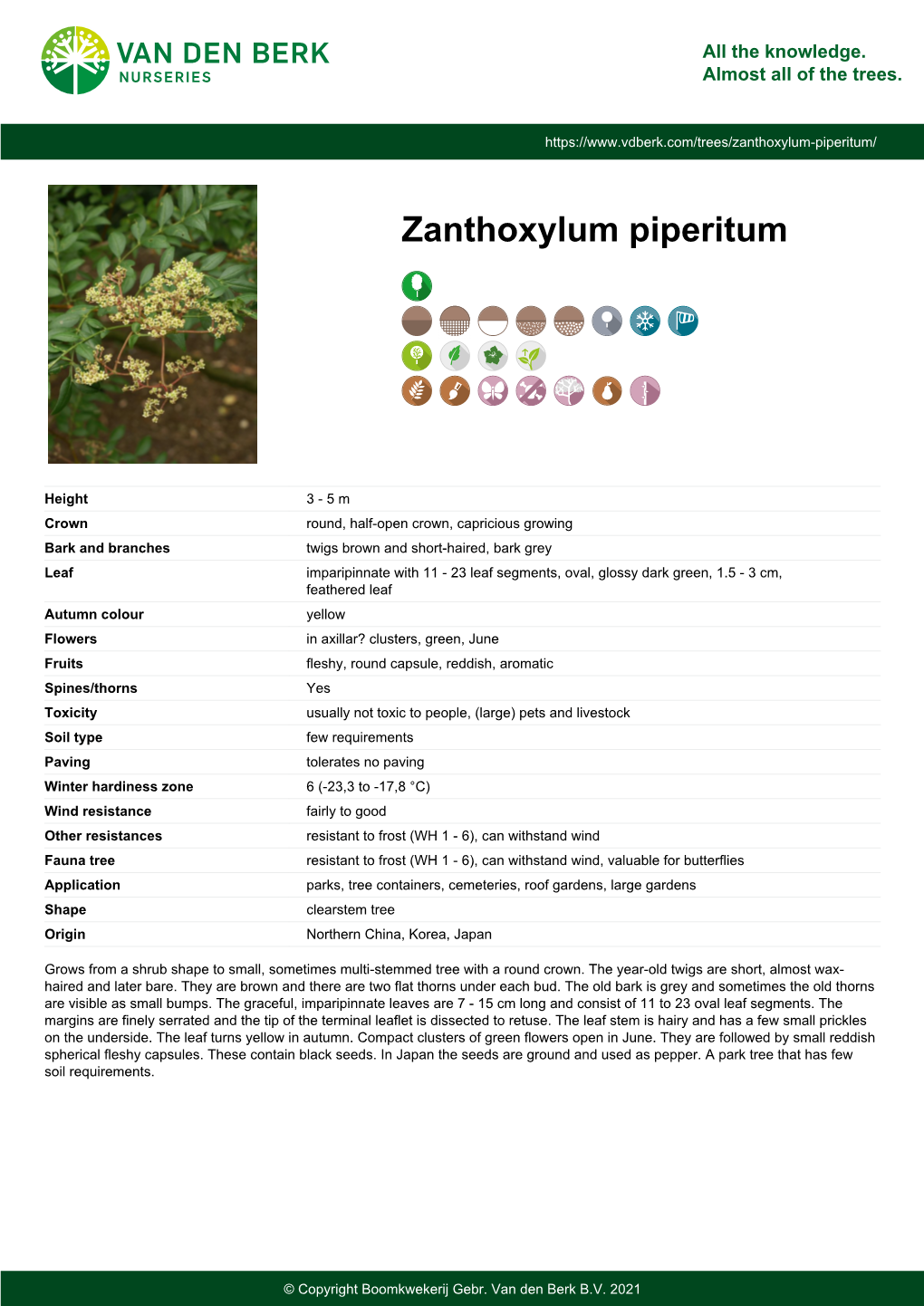 Zanthoxylum Piperitum