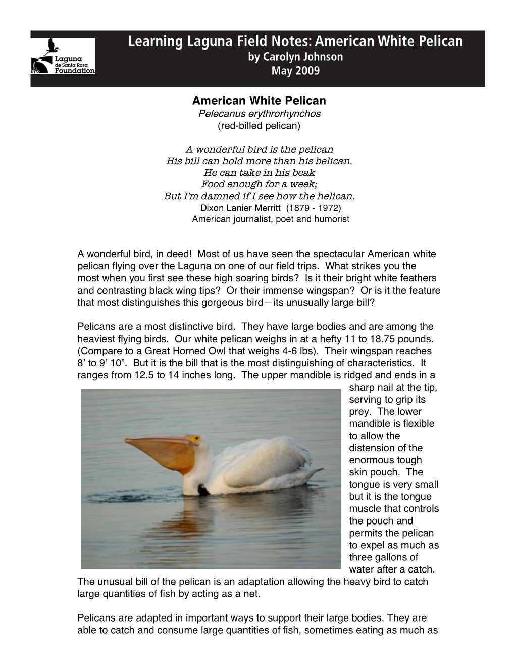 Learning Laguna Field Notes: American White Pelican by Carolyn Johnson May 2009