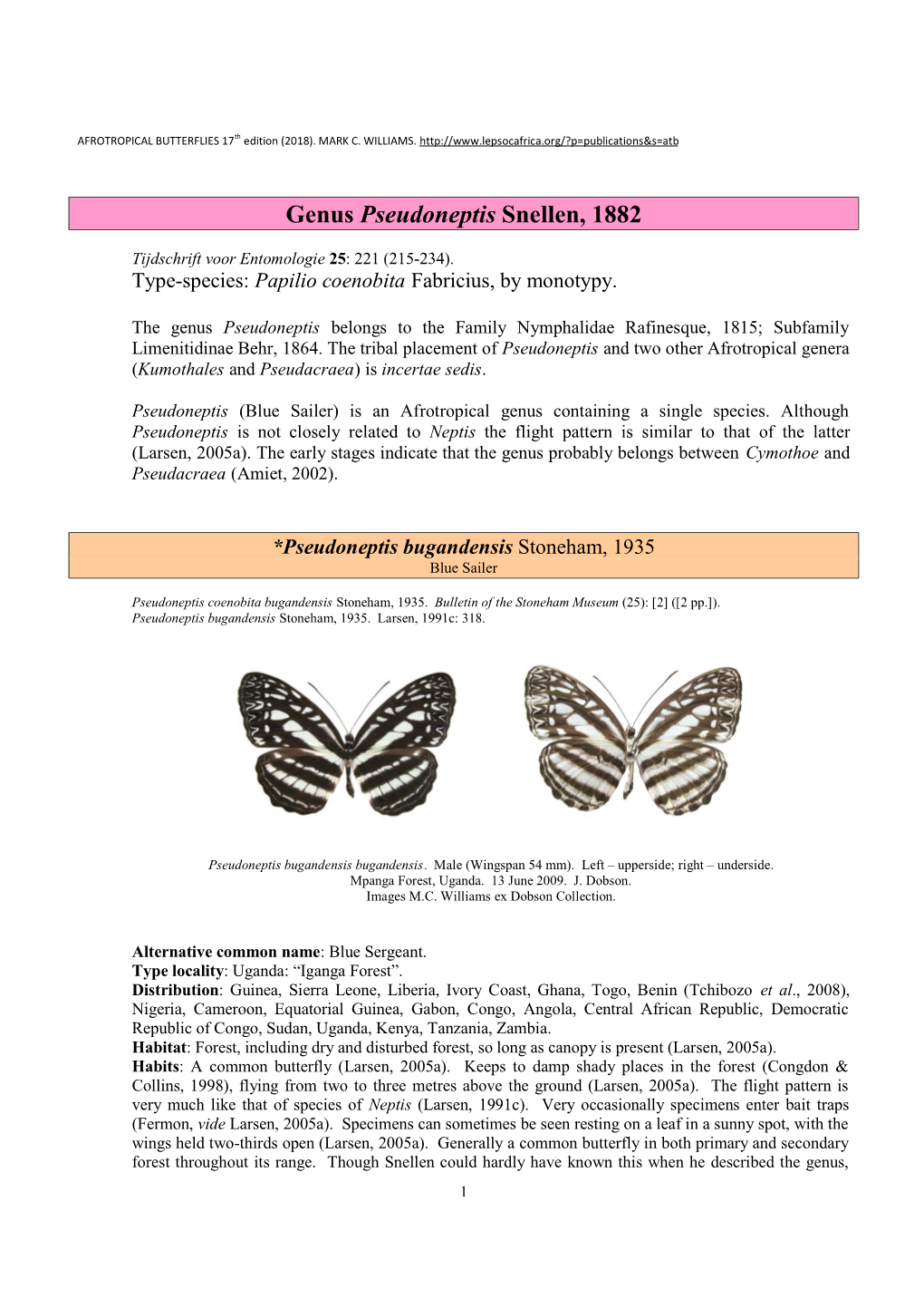 240 Genus Pseudoneptis Snellen