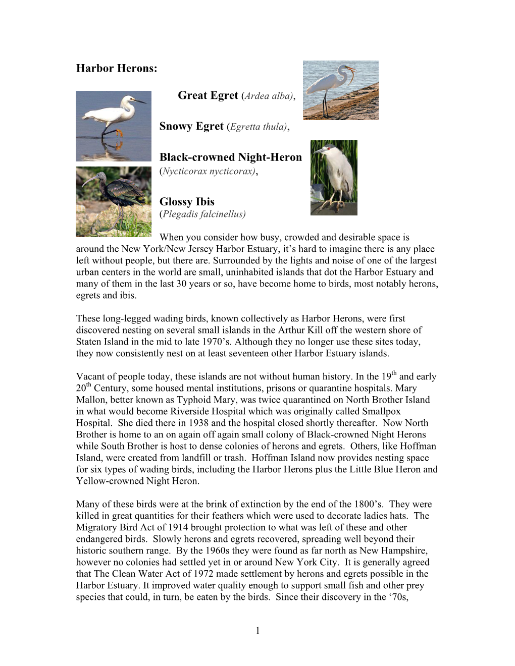 Harbor Herons: Great Egret (Ardea Alba), Black-Crowned Night-Heron