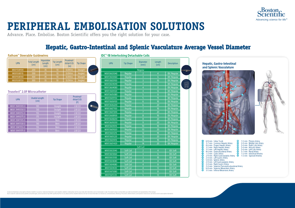 Hepatic, Gastro-Intestinal and Splenic Vasculature Average Vessel Diameter