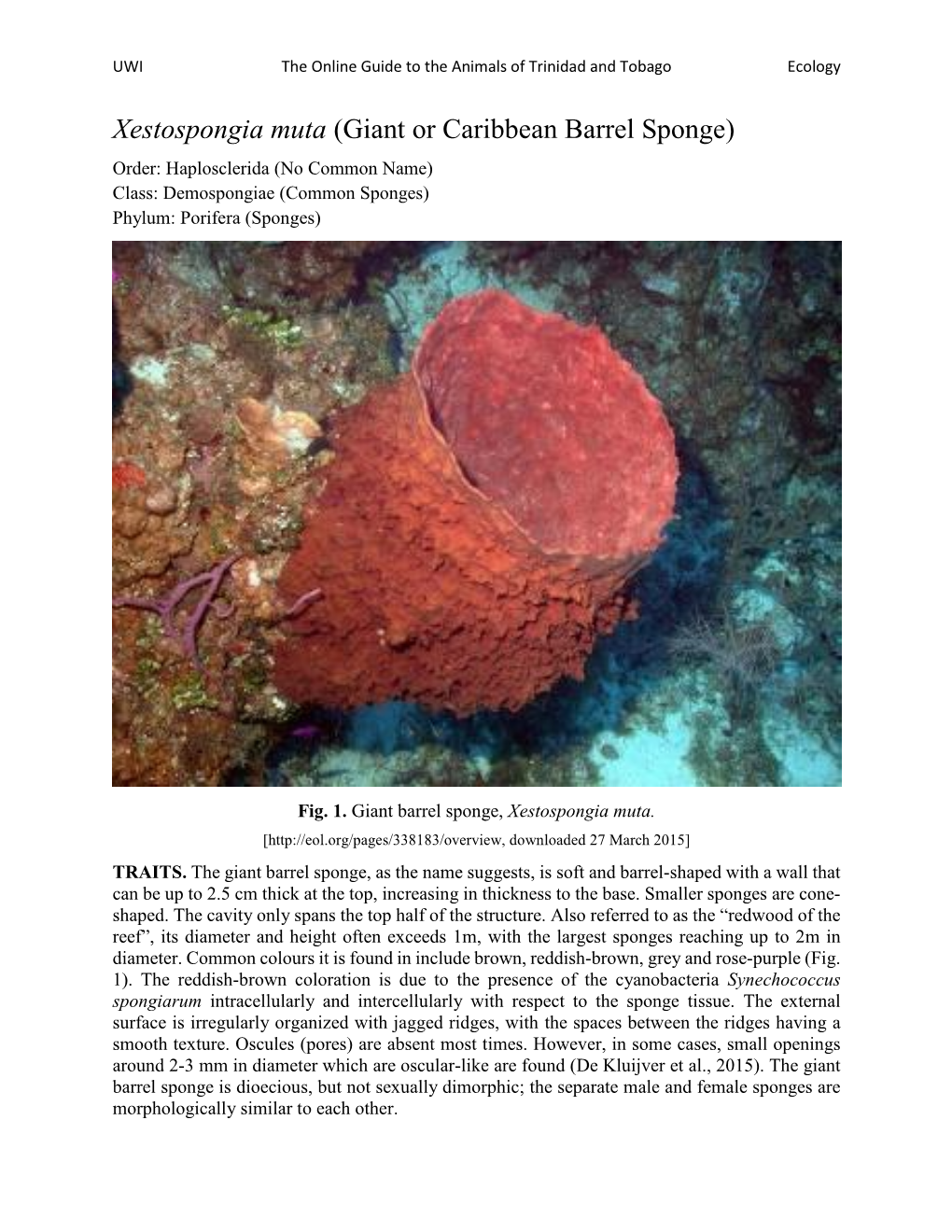 Xestospongia Muta (Giant Or Caribbean Barrel Sponge) Order: Haplosclerida (No Common Name) Class: Demospongiae (Common Sponges) Phylum: Porifera (Sponges)