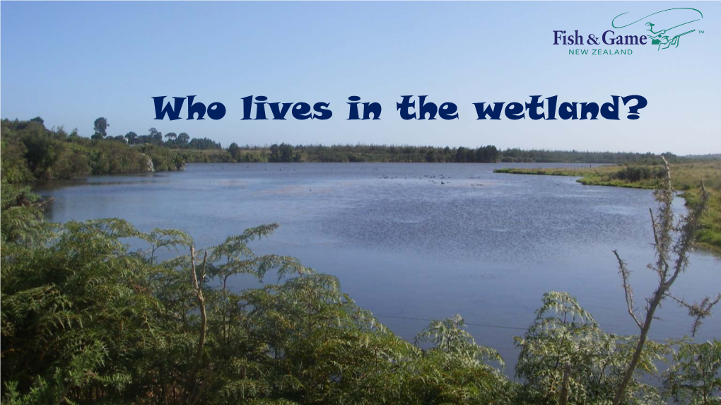 Who Lives in the Wetland? You Will Find Endangered Birds Like the Australasian Bittern