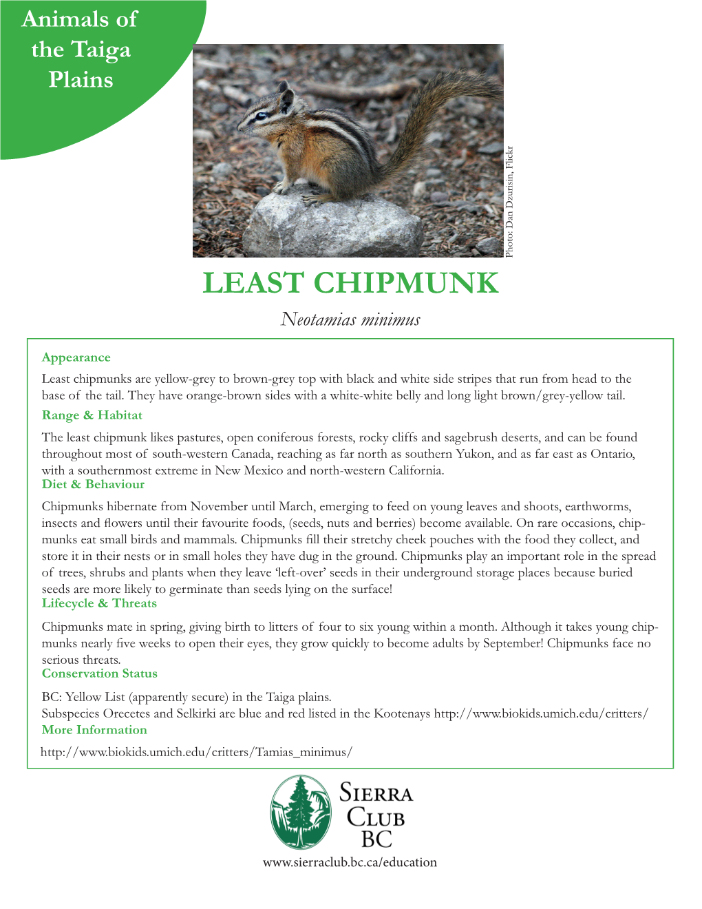 LEAST CHIPMUNK Neotamias Minimus