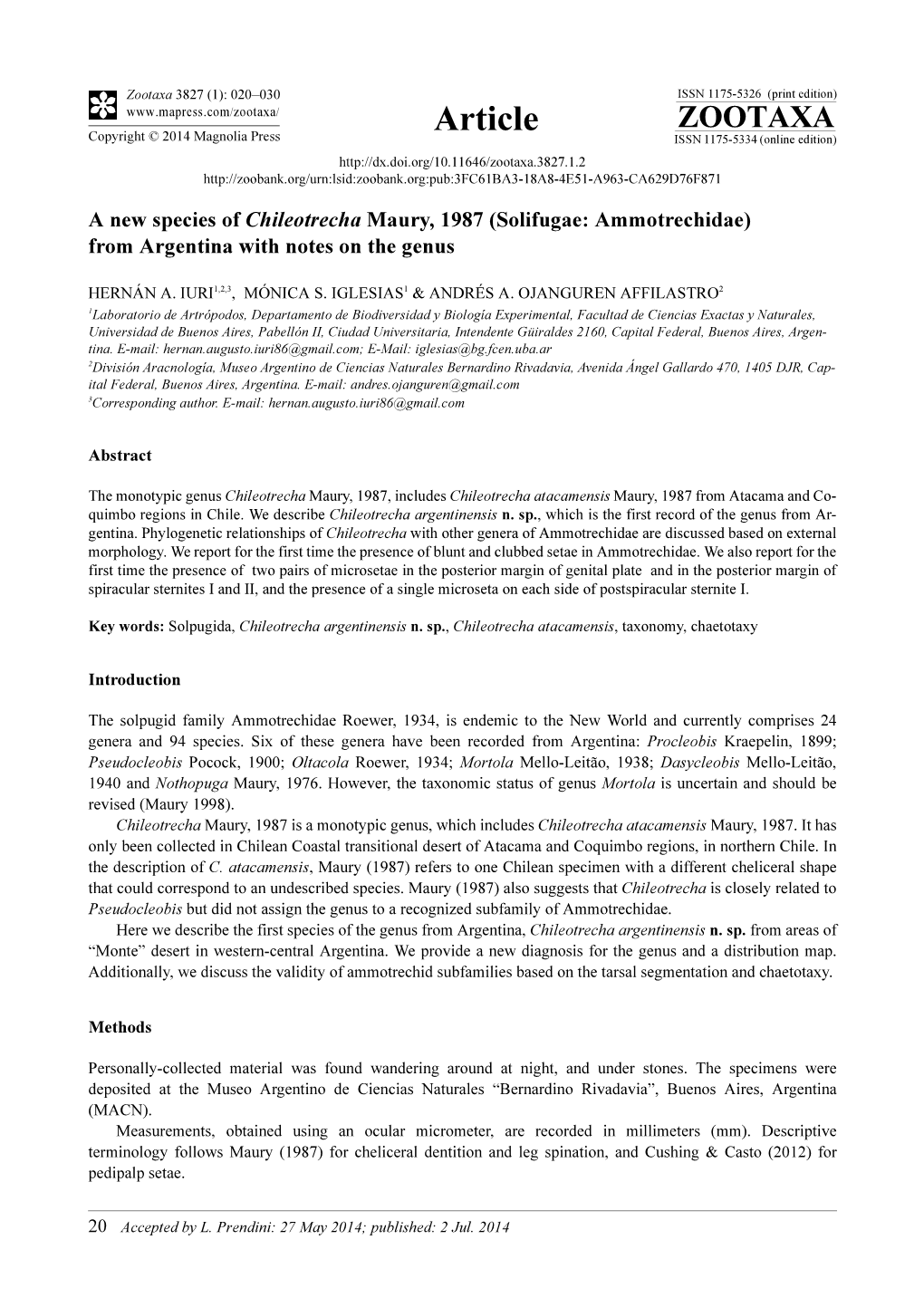 Solifugae: Ammotrechidae) from Argentina with Notes on the Genus