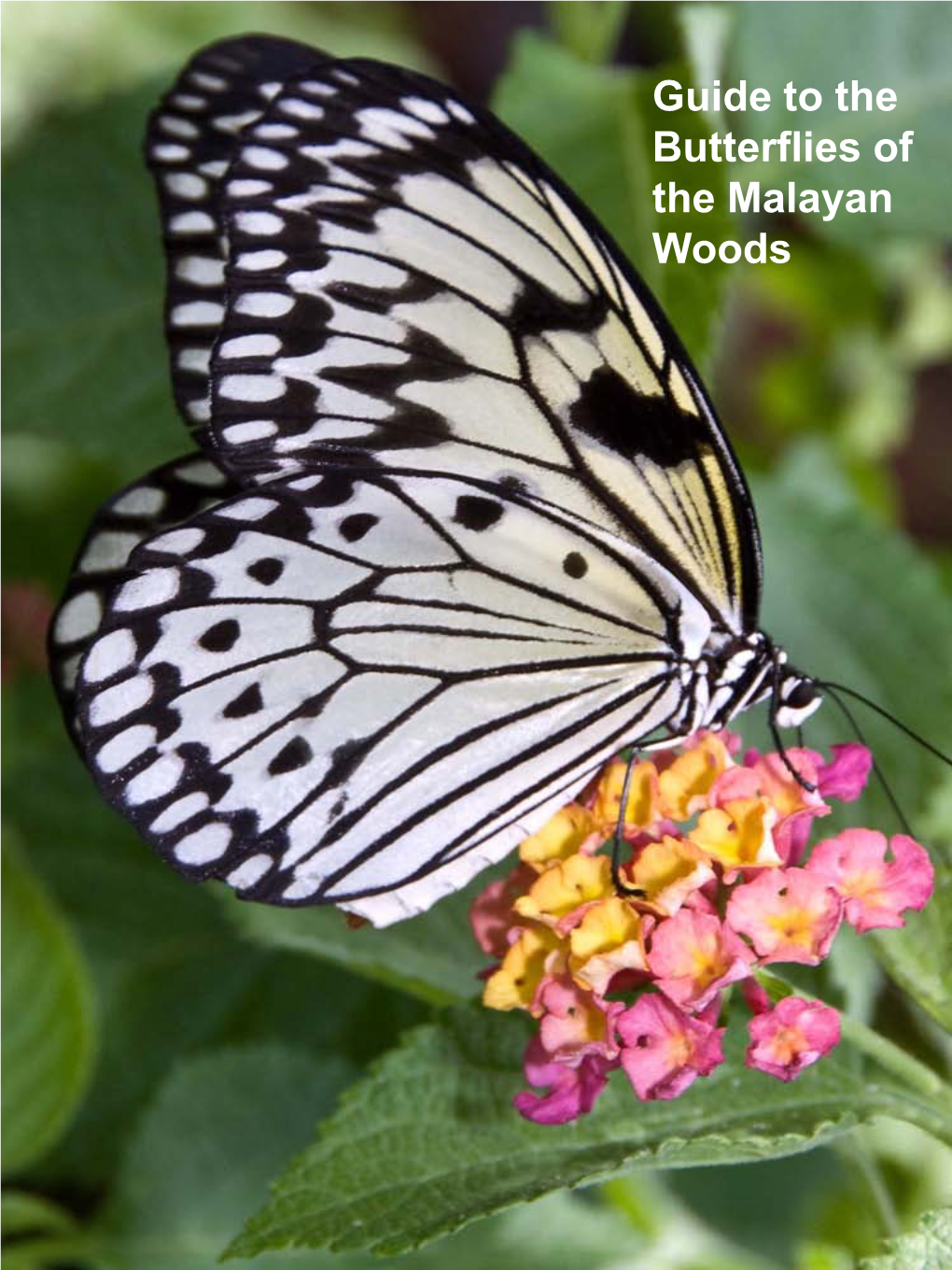 Guide to the Butterflies of the Malayan Woods Guide to the Butterflies of the Malayan Woods